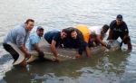 318 kg Sturgeon