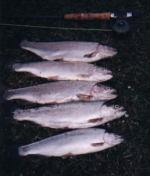 rainbow trout fishing Michele Reservoir Alberta
