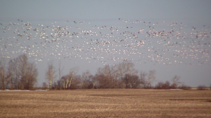 Flcok of Snow Geese