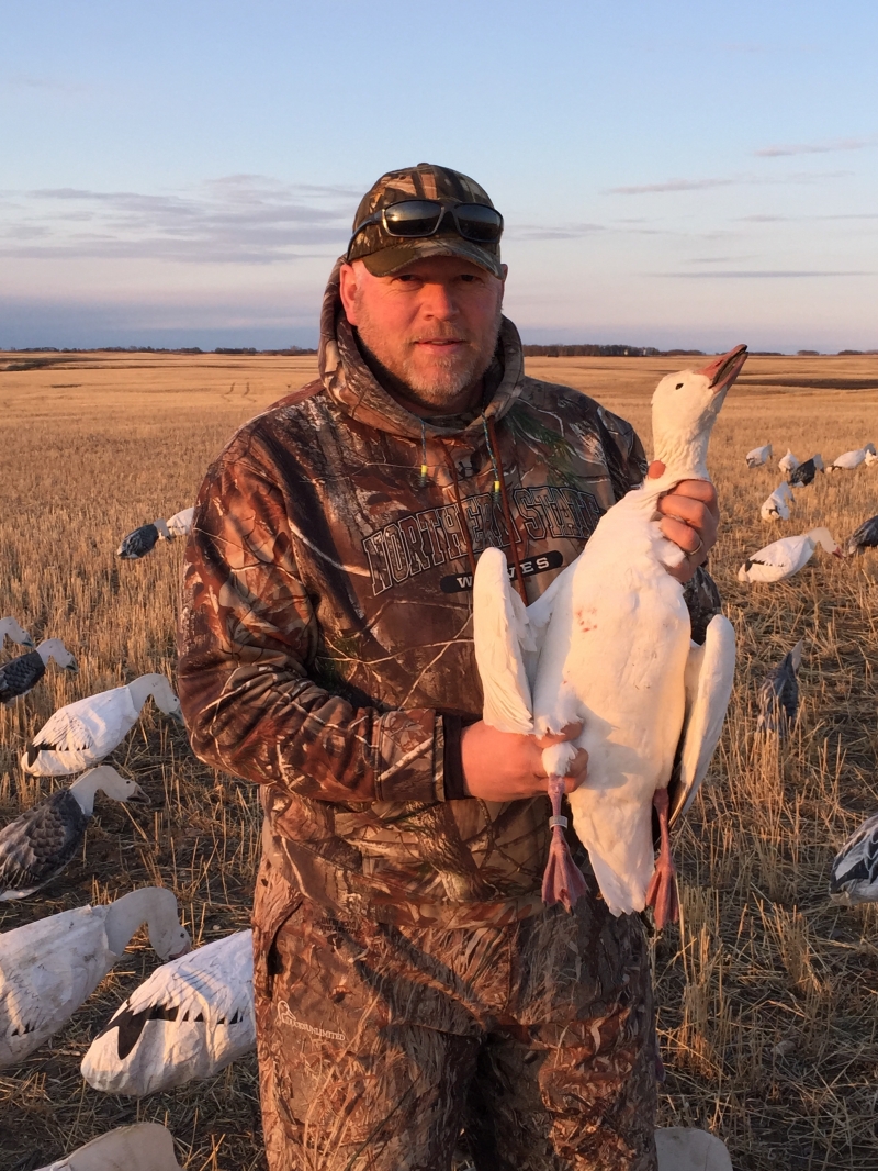 Banded Snow Goose