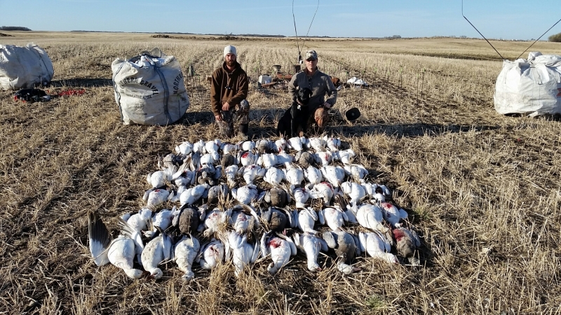 Limit of snow geese